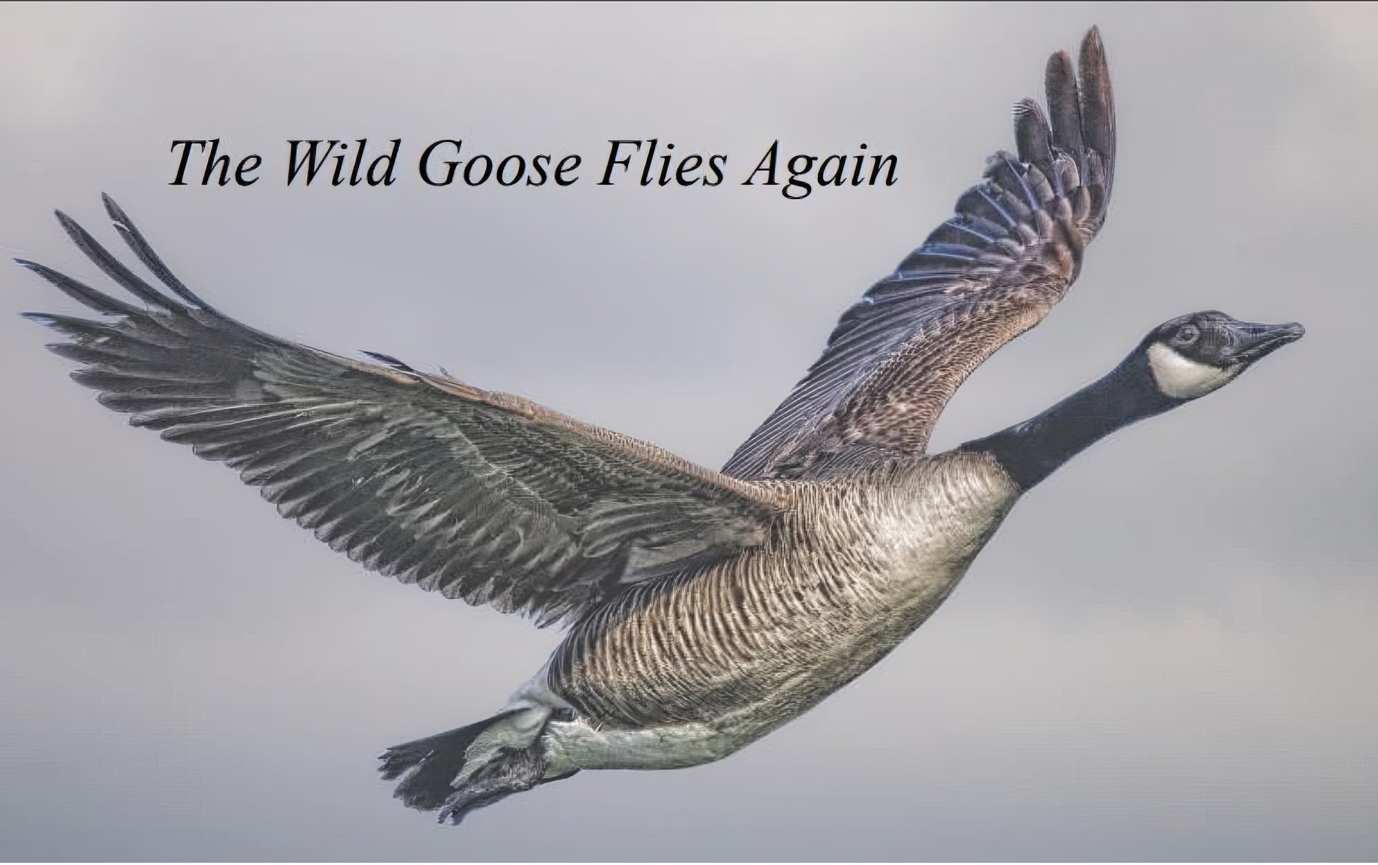 Wild Goose Flies Again